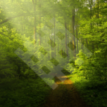 Impacto Positivo de Elegir Tarimas de Bosques Controlados